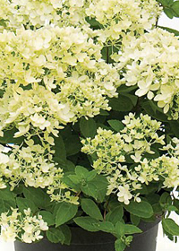 Hydrangea paniculata 'Bombshell'